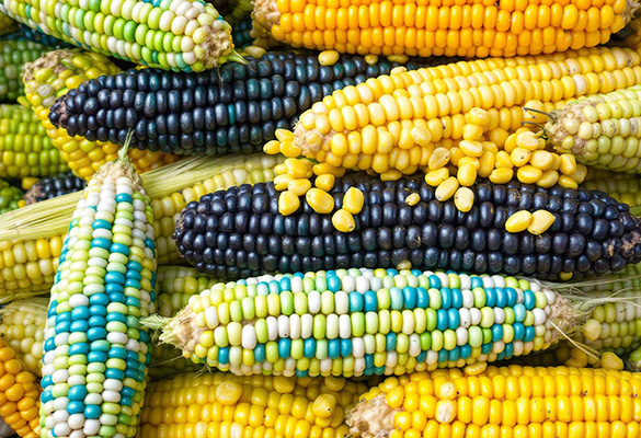 Corn